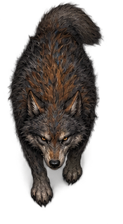 A wolf, one of the creatures you can meet in the wild